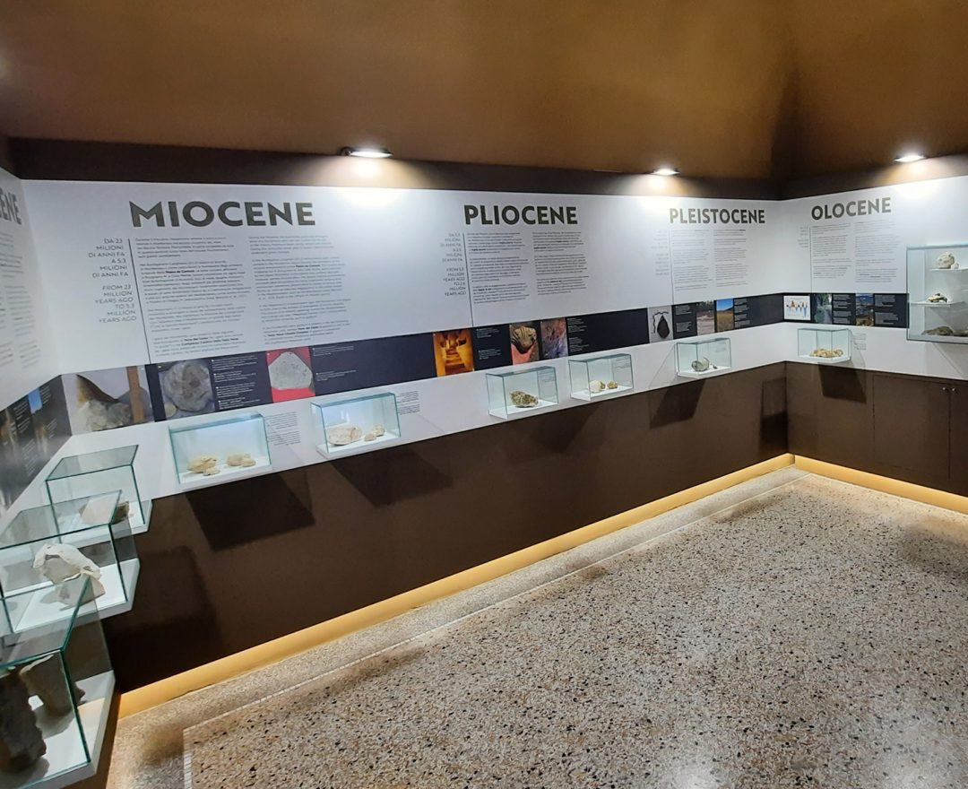 Ecomuseo allestimento stanza fossili